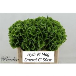  İthal Hydrangea M Mag Emerald Class (Ortanca - 5 dal-50 cm)