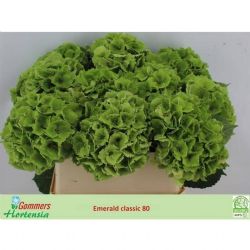 İthal Hydrangea M Mag Emerald Class (Ortanca - 5 dal-80 cm)