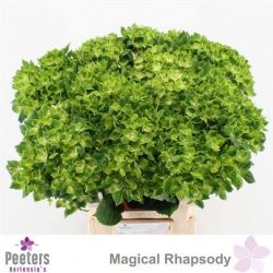  İthal Hydrangea M Mag Rhapsody (Ortanca-5 dal-60cm)