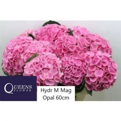  İthal Hydrangea M Magical Opal (Ortanca - 5 dal-60cm)