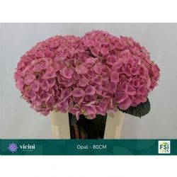  İthal Hydrangea M Magical Opal (Ortanca - 5 dal-80cm)