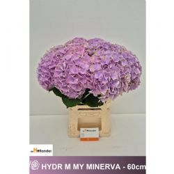  İthal Hydrangea M Minerva (Ortanca - 5 dal-60cm)
