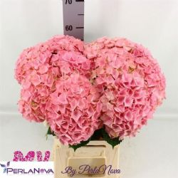  İthal Hydrangea M My Beau Salm  (Ortanca-5 dal-60 cm)