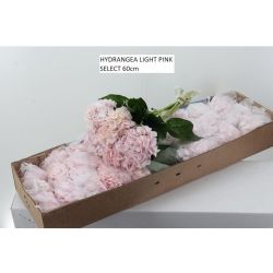  İthal Hydrangea M My Pinktouch RZ (Ortanca-5 dal-60 cm)