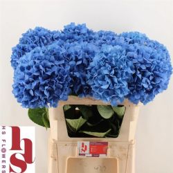   İthal Hydrangea M Pimpernel (Ortanca-5 Dal-60cm)