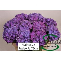  İthal Hydrangea M Rodeo Paars (Ortanca-5 Dal-75 cm)