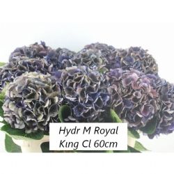 İthal Hydrangea M Royal King Cl (Ortanca-5 Dal-50cm)