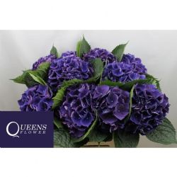  İthal Hydrangea M Royal King (Ortanca-5 Dal-50cm)
