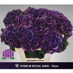  İthal Hydrangea M Royal King (Ortanca-5 Dal-75cm)