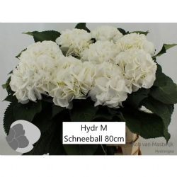  İthal Hydrangea M Schneeaball (Ortanca-5 dal-60 cm)