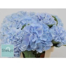  İthal Hydrangea M Verena Bl (Ortanca - 5 dal-65cm)