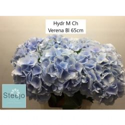 İthal Hydrangea M Verena Blue (Ortanca-5 Dal-65 cm)