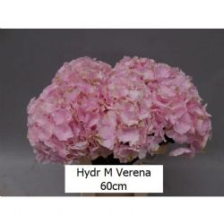  İthal Hydrangea M Verena (Ortanca-5 dal-60cm)