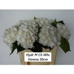 İthal Hydrangea M White Verena (Ortanca-5 dal-50cm)