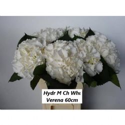  İthal Hydrangea M White Verena (Ortanca-5 dal-60cm)