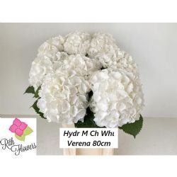  İthal Hydrangea M White Verena (Ortanca-5 dal-80cm)