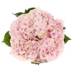  İthal Hydrangea Macr Verena (Ortanca-5 dal-60cm)