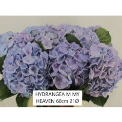  İthal Hydrangea My Heaven (Ortanca - 5 dal 60cm)