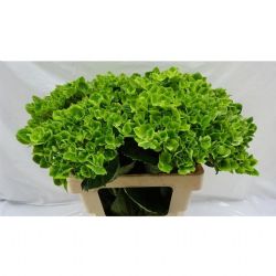   İthal Hydrangea Ov Lentegroen (Ortanca-5 Dal-60cm)