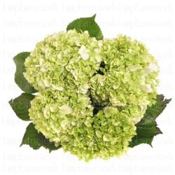  İthal Hydrangea Pa Limelight (Ortanca - 5 dal-60cm)