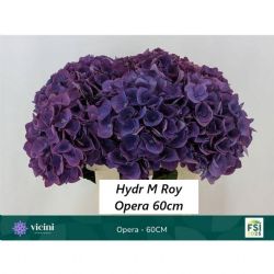  İthal Hydrangea Roy Opera (Ortanca-5 dal-60cm)