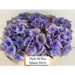  İthal Hydrangea Roy Palace (Ortanca - 5 dal 50cm)