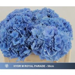  İthal Hydrangea Royal Parade (Ortanca-5 dal-50cm)