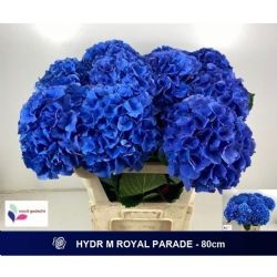  İthal Hydrangea Royal Parade (Ortanca-5 dal-80cm)