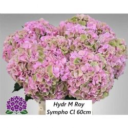  İthal Hydrangea Royal Symphony Cl (Ortanca-5 dal-60cm)