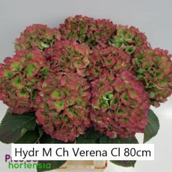  İthal Hydrangea Verena Classic (Ortanca -5 dal-80cm)