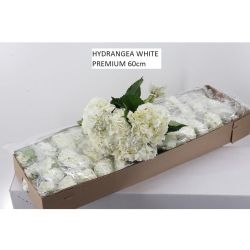  İthal Hydrangea White Premium (Ortanca-5 Dal-60cm)