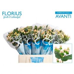  İthal Hypericum Coco 40 cm Avanti (10 dal)