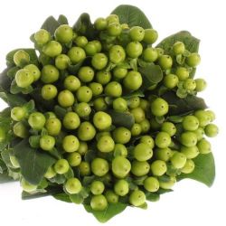  İthal Hypericum Coco 40 cm Bamboo (10 dal)