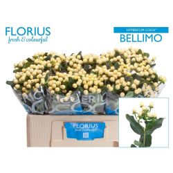  İthal Hypericum Coco 50 cm Bellimo (10 dal)