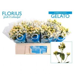  İthal Hypericum Coco 50 cm Gelato (10 dal)