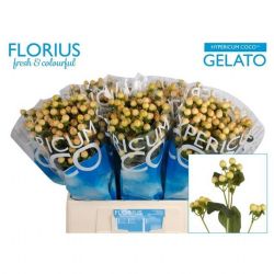  İthal Hypericum Coco 60 cm Gelato (10 dal)