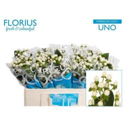  İthal Hypericum Coco 70 cm Uno (10 dal)