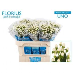  İthal Hypericum Coco 70 cm Uno (10 dal)
