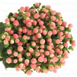  İthal Hypericum Coco Casino 50cm (10 dal)