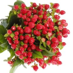  İthal Hypericum Coco Rio 40 cm (10 dal)