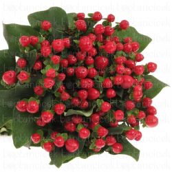  İthal Hypericum Coco Tango 50 cm (10 dal)