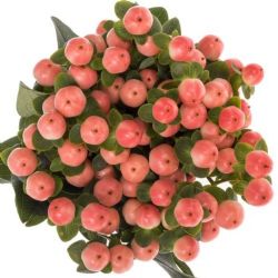  İthal Hypericum Coco Tiamo 70cm (10 dal)
