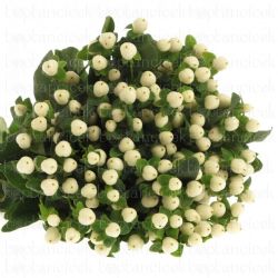  İthal Hypericum Coco Uno (10dal-50cm)