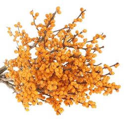  İthal İlex Golden Verboom (10 dal-90 cm)