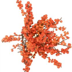  İthal İlex Oudijks Orange (10 dal-60cm)