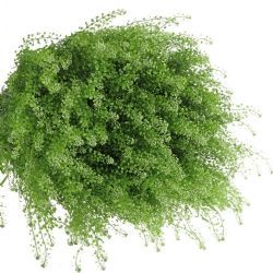  İthal Lepidium Green Bell (25 dal-75cm)