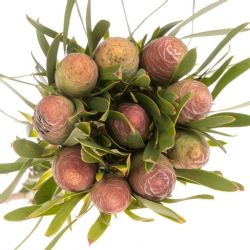  İthal Leucadendron C Blush Pearl (10 dal-40cm)