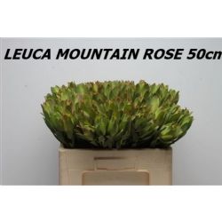  İthal Leucadendron Mountain Rose (50cm-10 Dal)