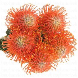  İthal Leucospermum Ayoba Orange (5 Dal- 40 cm)