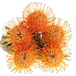 İthal Leucospermum Ayoba Sun (5dal-45cm)